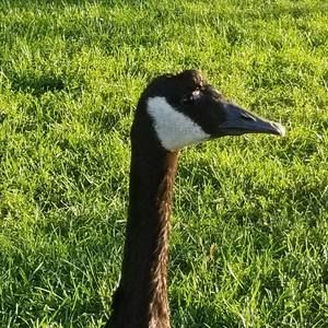 Meet your Posher, Pj